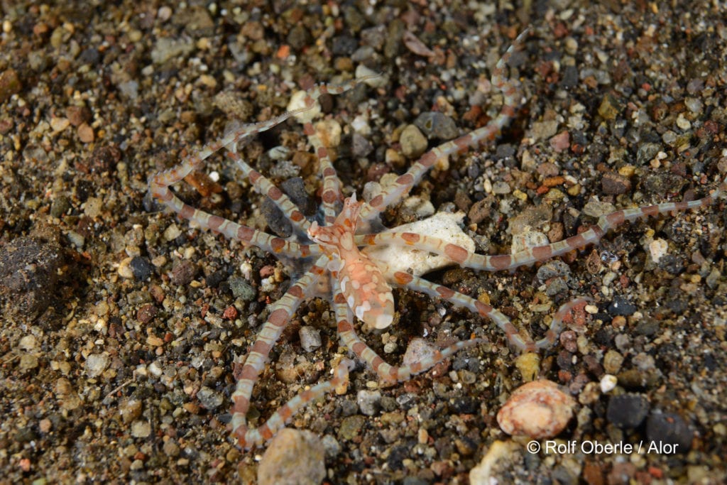 Juvenile Wunderpus