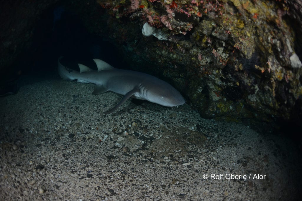 Thawny Nurse Shark - Wolang Caves, Alor - Rolf Oberle