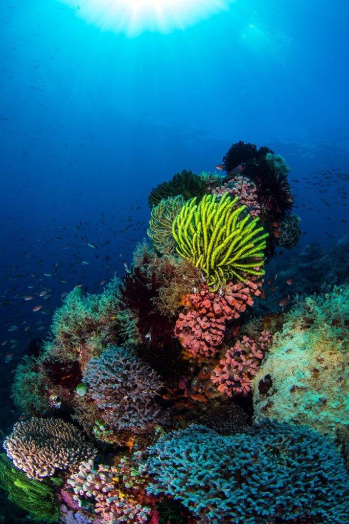 Coral Bommie Alor