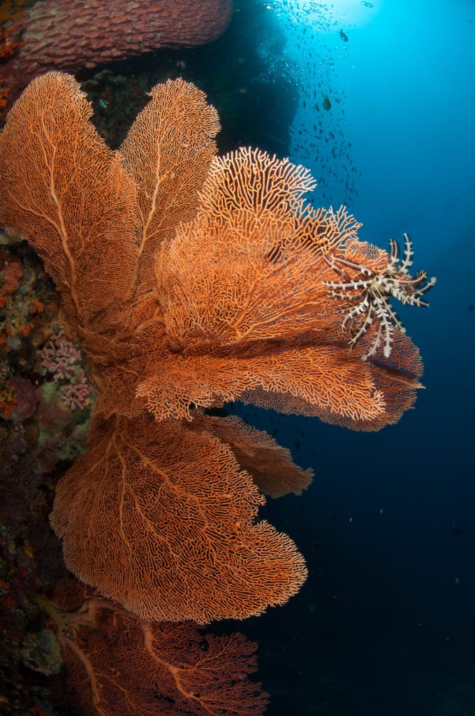 Gorgonian Fan Alor