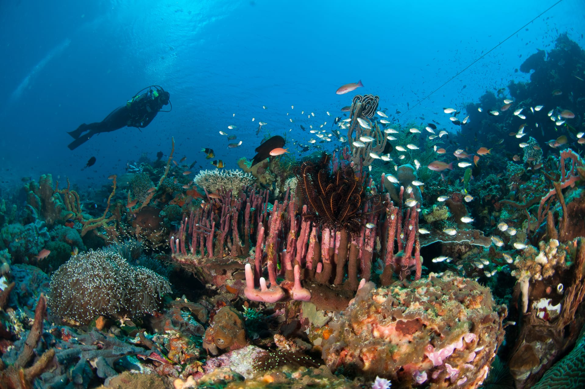 Diver on Coral Reef Slope - Alor - Tancredi Guerrerio