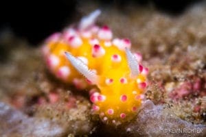 Cadlinella ornatissima Nudibrnach - Alor - Kevin Richter oceandiveloper.com