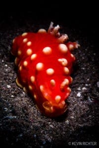 Strawberry Nudibranch (Gymnodoris aurita)