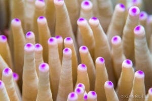 Anemone Alor - Kevin Richter Ocean Diveloper