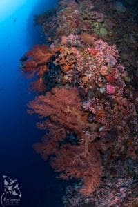 Wall Dive - Alor - Ririn Laurus