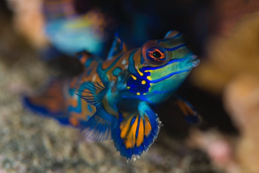 Mandarinfish - Alor - Faris Alsagoff