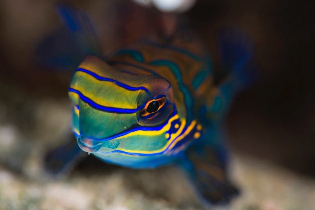 Mandarinfish - Alor - Faris Alsagoff