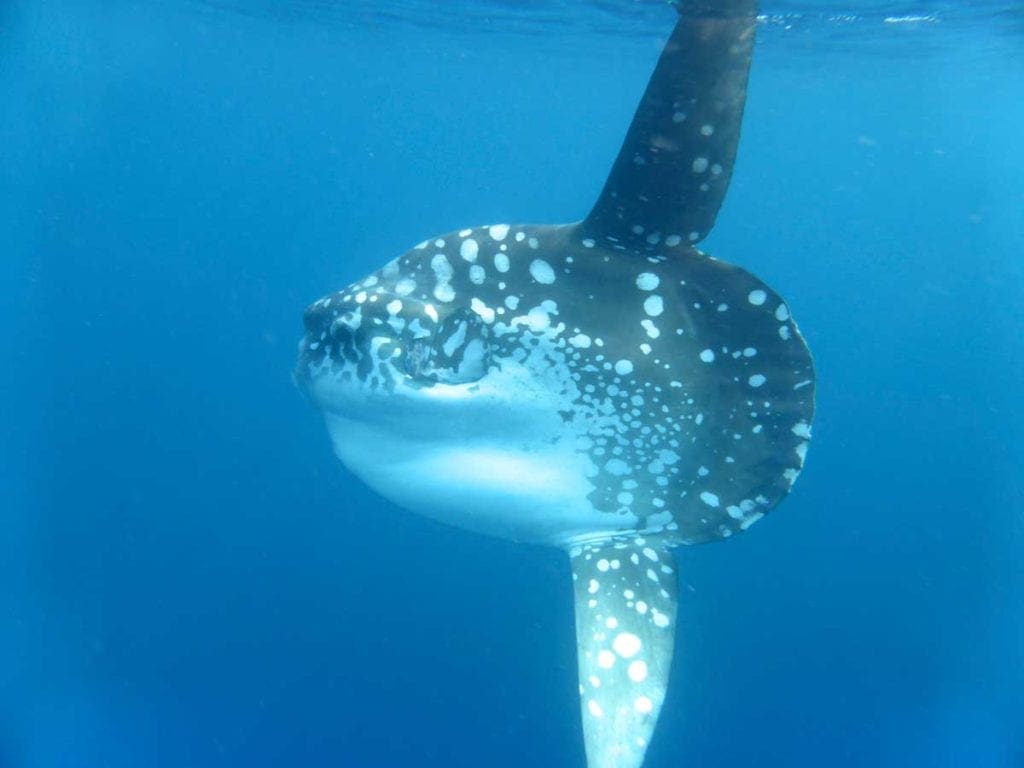 Sunfish Mola Mola Alor Indonesia