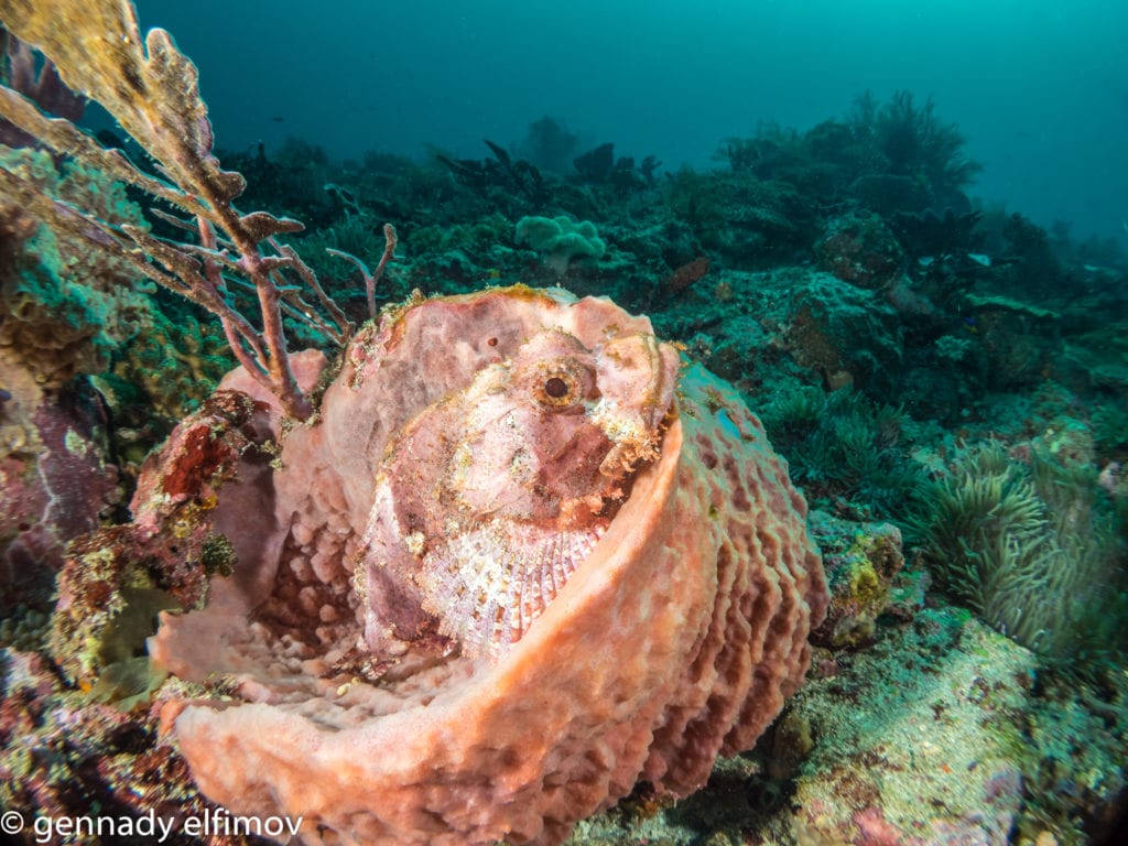 Guest Gallery Image - Gennady Elfimov - Alami Alor Dive Resort