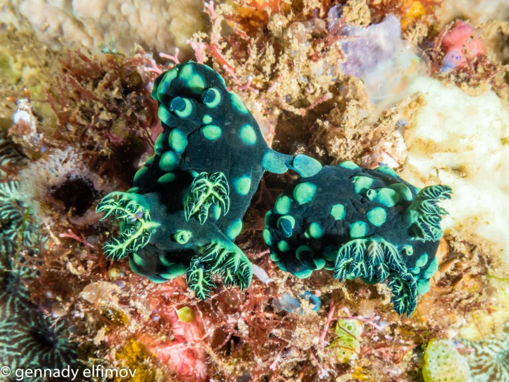 Guest Gallery Image - Gennady Elfimov - Alami Alor Dive Resort