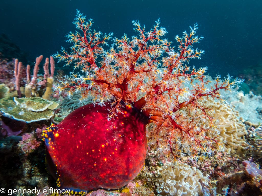 Sea Apple - Guest Gallery Image - Gennady Elfimov - Alami Alor Dive Resort