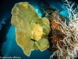 Frogfish on Sponge at Pier - Guest Gallery - Gennady Elfimov - Alami Alor Dive Resort