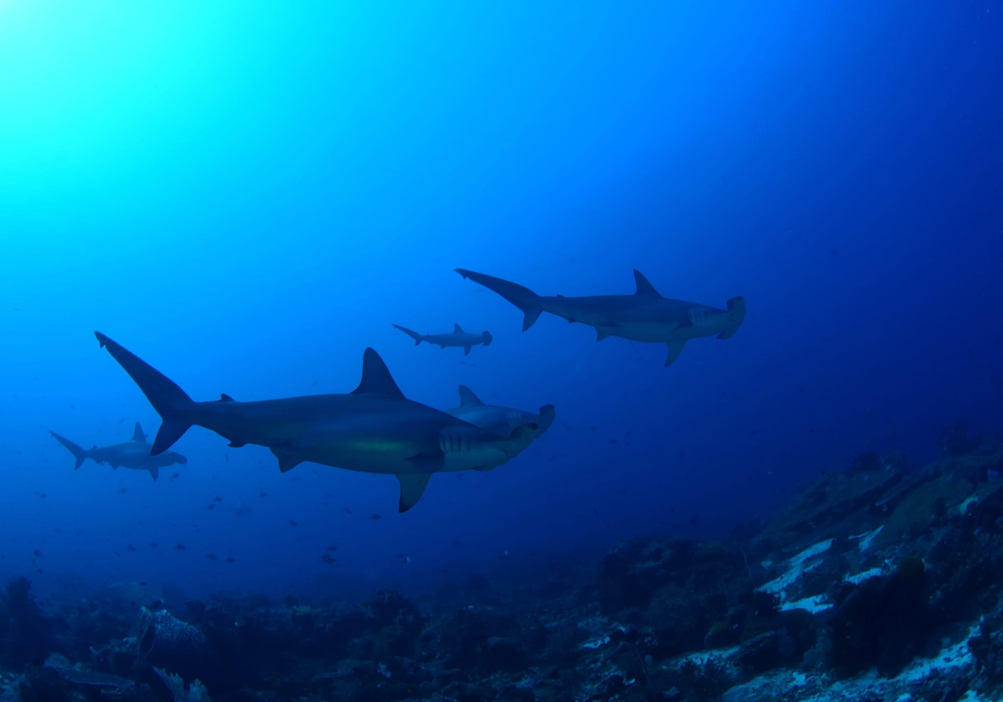 Hammerhead Sharks Alami Alor