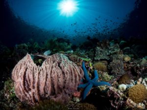 Sunball Reefscape Max Holba