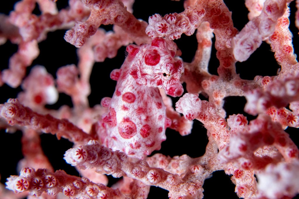 Bargibanti Pygmy Seahorse - Alor - Faris Alsagoff
