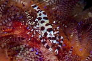 Coleman Shrimps - Alor - Faris Alsagoff