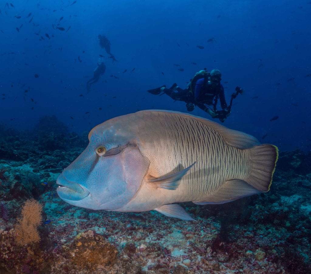 Napoleon Wrasse - Richard Stevens, Black Manta Photography