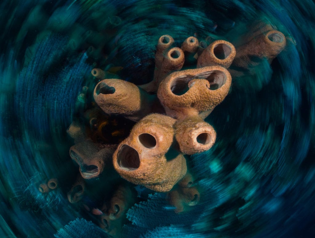Long Exposure Shot of Sponges