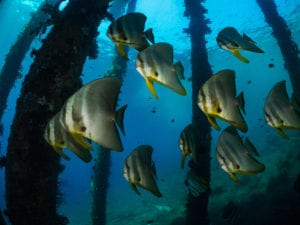 Batfish - Bakalang Pier Alor - Richard Stevens Black Manta Photography