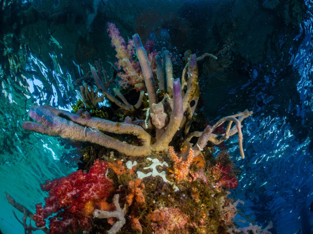 Bakalang Pier Alor - Richard Stevens Black Manta Photography