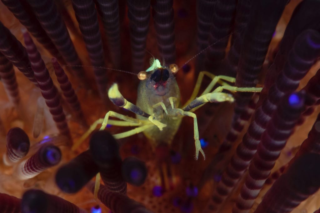 Brook's Urchin Shrimp - Alor - Faris Alsagoff