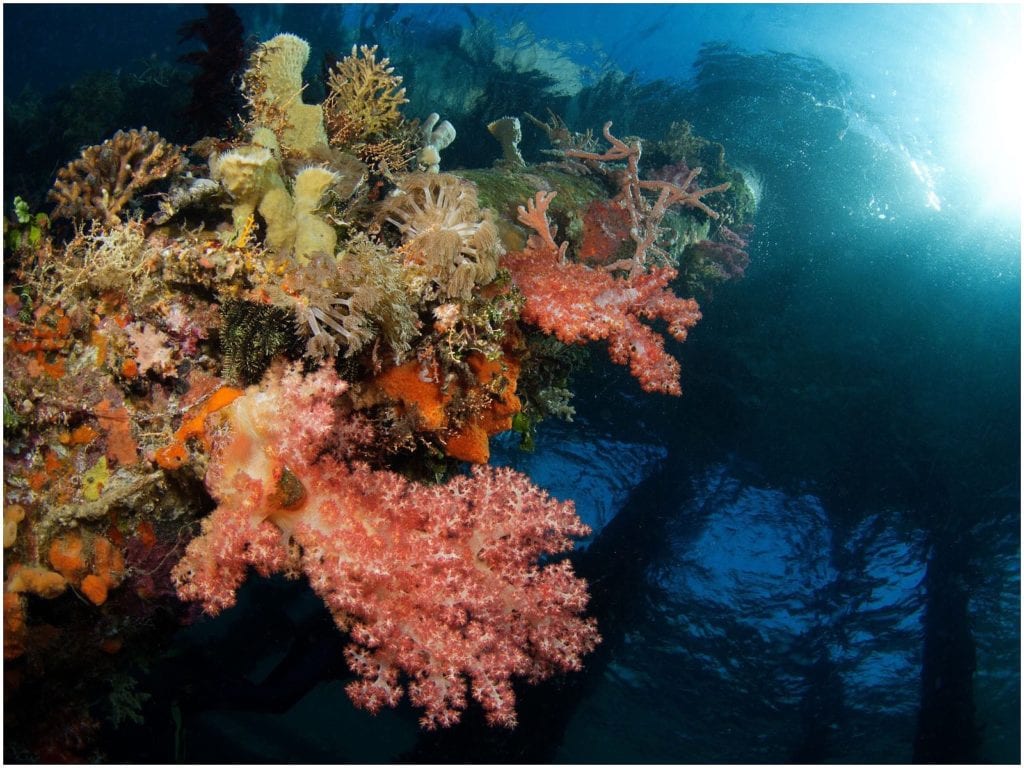 Bakalang Pier Underwater, Alor