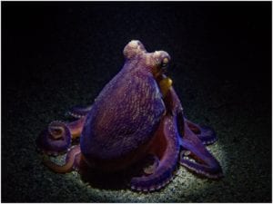 Coconut Octopus