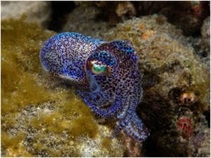 Bobtail Squid Muck Diving Alor Indonesia