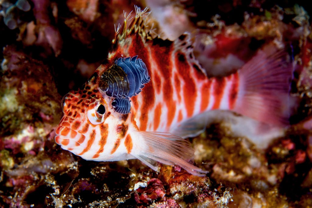 Hawkfish with parasitic Isopods - Alor - Faris Alsagoff