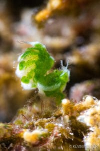 Hairy Shrimp With Eggs - Alor - Kevin Richter (oceandiveloper.com)