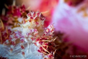 Candy Crab - Alor - Kevin Richter oceandiveloper.com