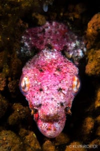 Reptilian Snake Eel Alor - Kevin Richter (oceandiveloper.com)