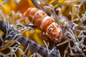 Basket Star Shrimp - Alor - Kevin Richter oceandiveloper.com