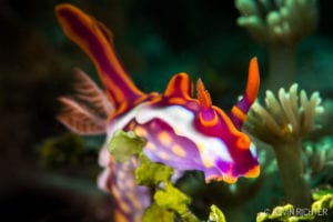 Miamira magnifica - Alor - Kevin Richter oceandiveloper.com