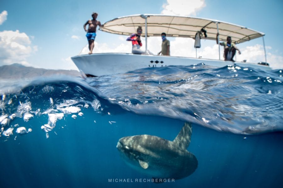 Mola Mola Sunfish under Alami Alor Speed Boat - Michael Rechberger