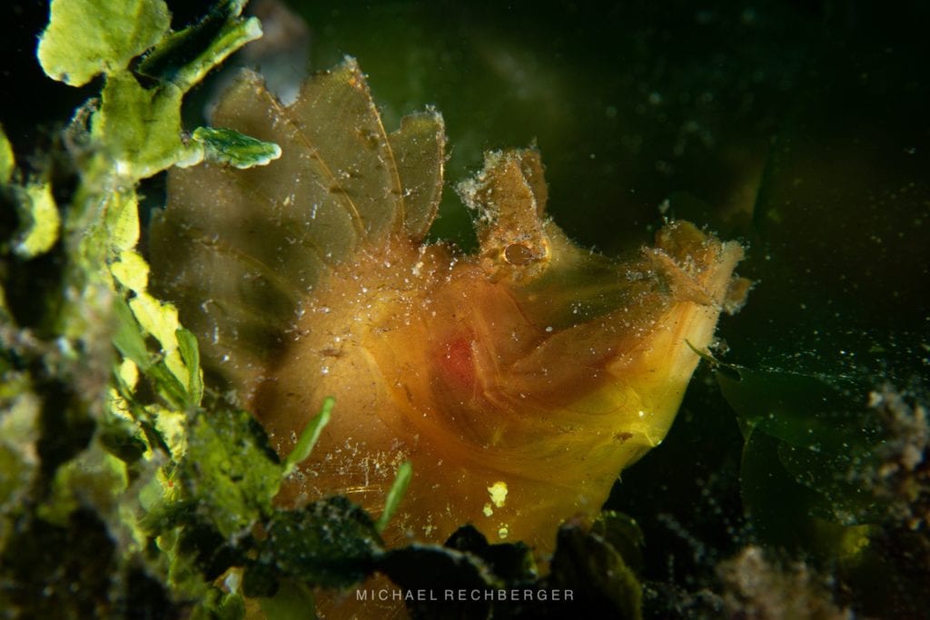 Paddle-flap Scorpionfish Rhinopias - Alor - Michael Rechberger