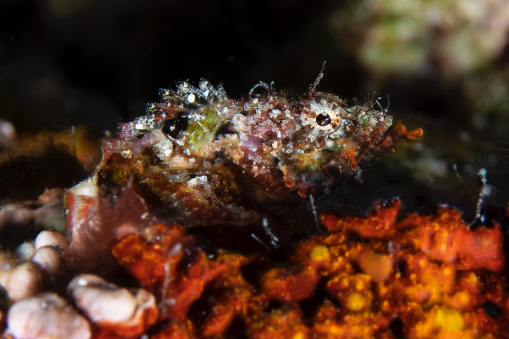 Juvenile Scorpionfish - Alor - Faris Alsagoff