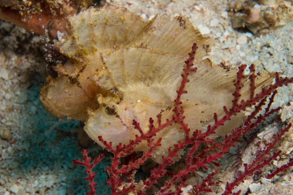 Pair of Leaf Scorpion Fish - Alor - Faris Alsagoff