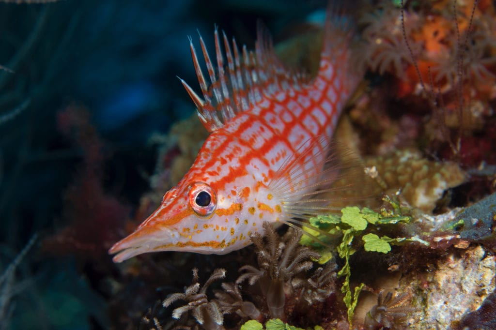 Long Nosed Hawkfish - Alor - Faris Alsagoff