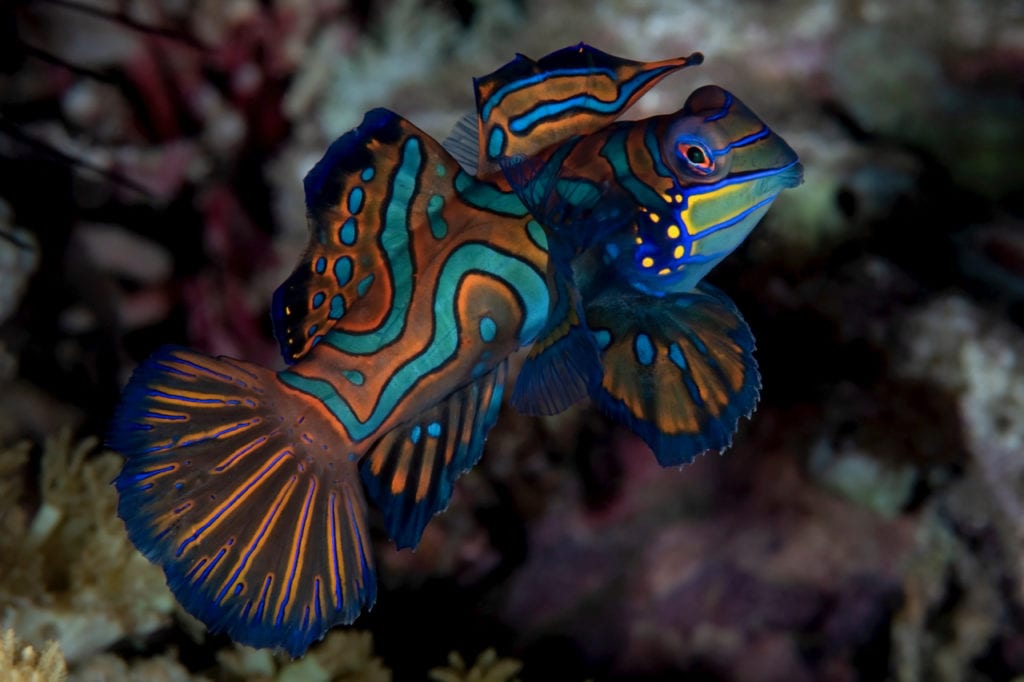 Mandarinfish - Alor - Faris Alsagoff