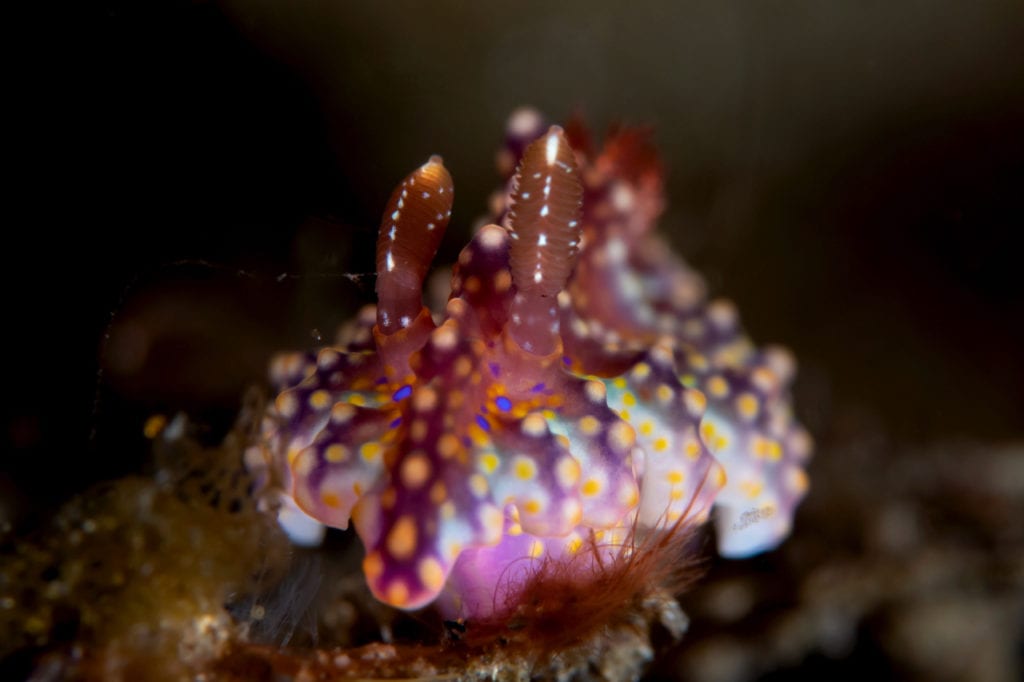 Miamira sinuata Nudibranch - Alor - Faris Alsagoff