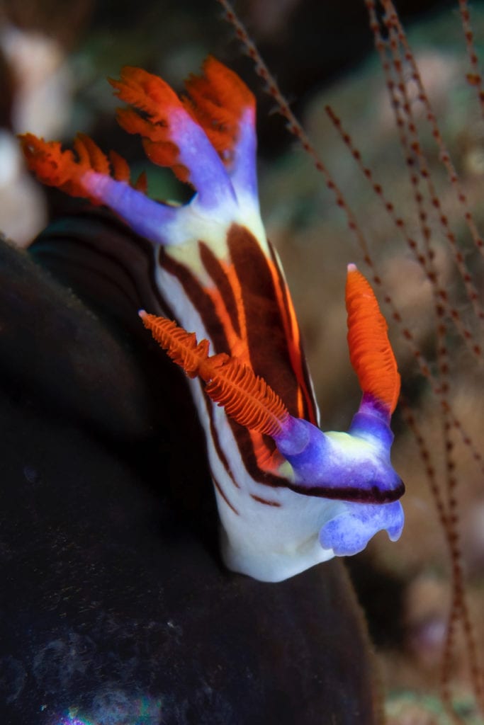 Nembrotha Nudibranch - Alor - Faris Alsagoff