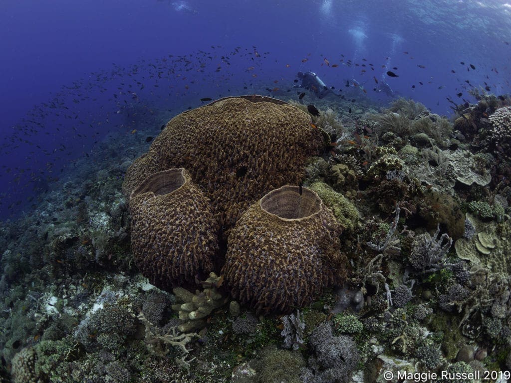 Barrel Sponges Alor Maggie Russell