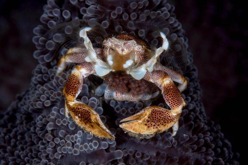 Porcelain Crab with Eggs - Alor - Faris Alsagoff