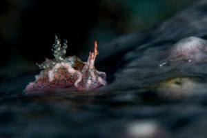 Psychedelic Batwing Slug - Alor - Faris Alsagoff