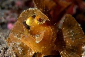 Juvenile Paddleflap Rhinopias - Alor - Faris Alsagoff
