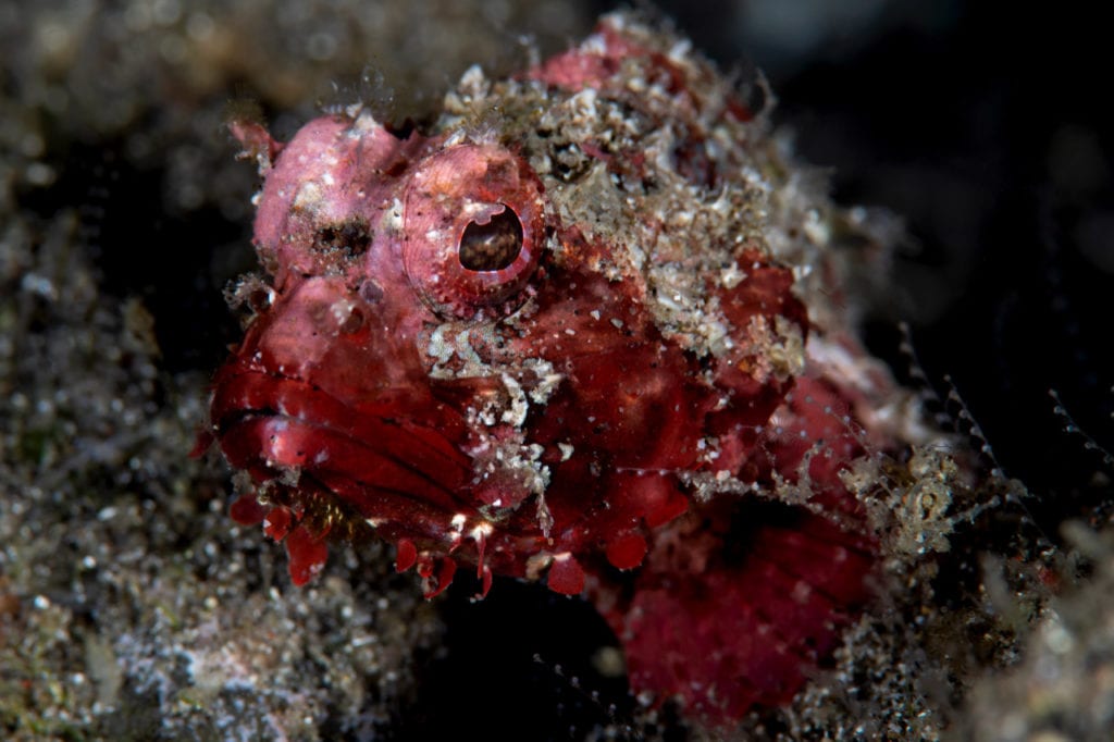 Scorpionfish - Alor - Faris Alsagoff