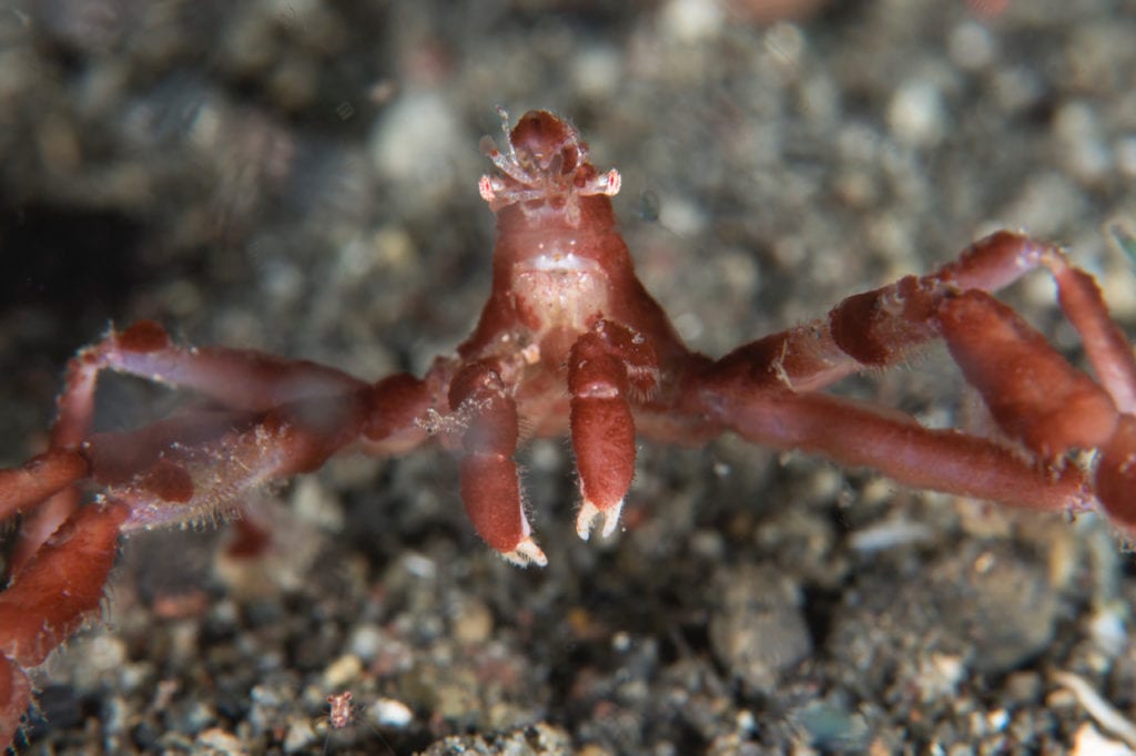 Spider Crab - Alor - Faris Alsagoff