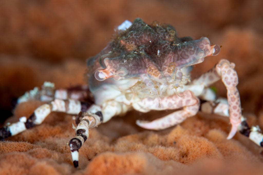 Sponge Crab - Alor - Faris Alsagoff