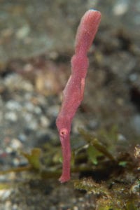 Velvet Ghost Pipefish - Alor - Faris Alsagoff